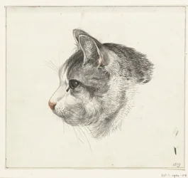 Cabeça de um gato, à esquerda