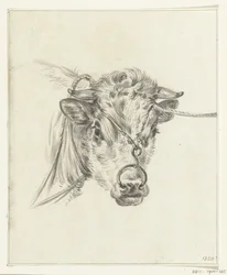 Cabeça de vaca, com um anel no nariz