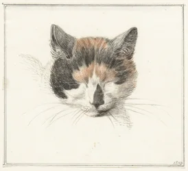 Cabeça de um gato de colo, de frente, com os olhos fechados