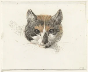 Cabeça de um gato malhado, de frente, com os olhos abertos