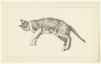 Gato deitado, à esquerda, visto de cima
