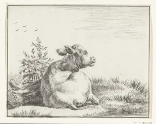 Vaca reclinada, por trás