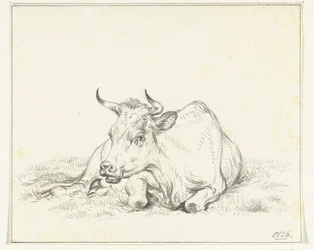Vaca deitada, de frente
