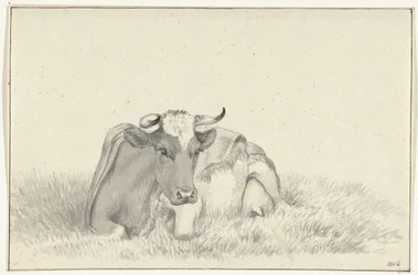Vaca deitada, de frente