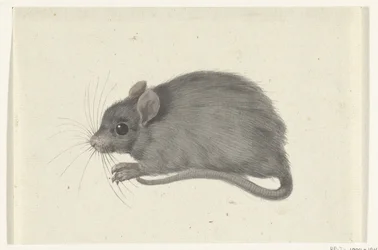 Rato, à esquerda