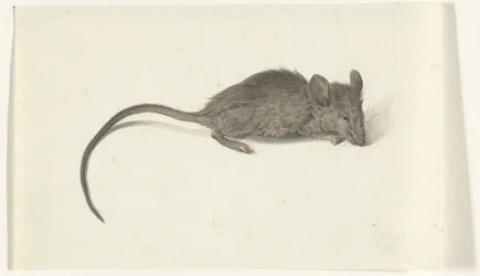 Rato, à direita