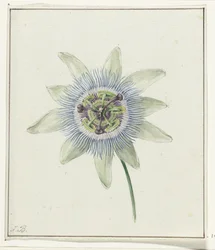 Flor de Paixão