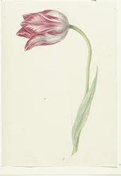 Tulipa Rosa