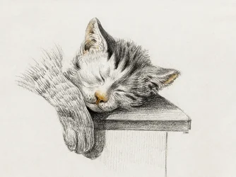 Esboço de um gato a dormir