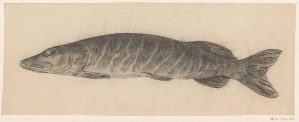Pike, à esquerda