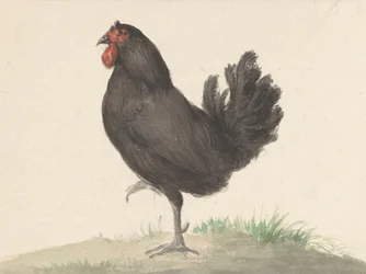Galinha preta de pé (1775-1833)