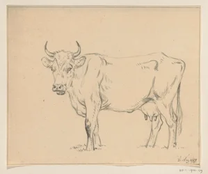 Vaca em pé, à esquerda