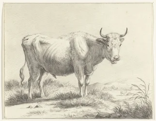 Vaca em pé, à direita