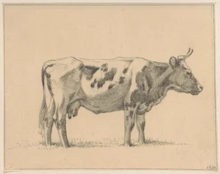 Vaca em pé, à direita
