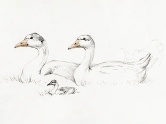 Dois gansos com uma cria (1775–1833)