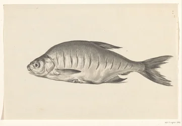 Peixe, deitado à esquerda, com entalhes