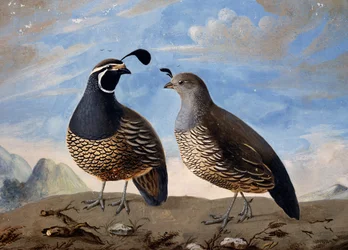 Par de Perdizes Californianas, aguarela de Prevost, a partir de minutos de viagem feitos por Jean-Francois de Galaup de La Perouse (1741-1788) entre 1785 e 1788