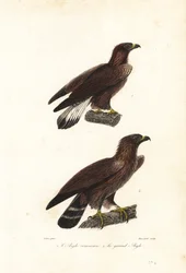 Águia dourada, Aquila chrysaetos.