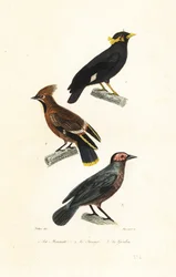 Hill myna, asa de cera boémia e coleto.