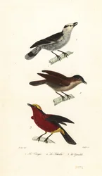 Vanga-de-bico-gancho, vanga-ruiva e gonoleque-de-coroa-amarela.