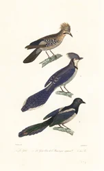Jay, blue jay e pega.