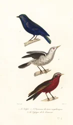 Manucódia, estorninho-de-cabeça-cinzenta e estornela-de-cauda-longa.