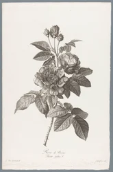 Franse roos
Rose de Provins / Rosa Gallica L. (título sobre o objecto)
Flores desenhadas depois da natureza (...) (título da série)