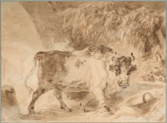 Touro da Campagna Romana