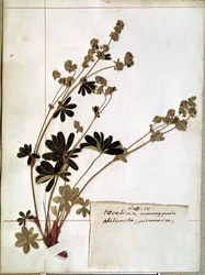 Alquemila, de um Herbário (flores prensadas)