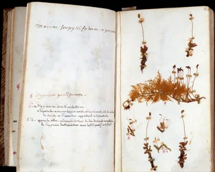 Páginas do herbário de Jean Jacques Rousseau (1712-1778), escritor e filósofo dos Lumieres, folha e flores com anotações manuscritas