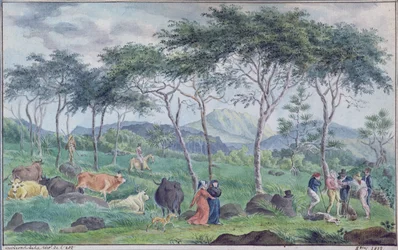 Rebanho de gado vacum perto do rio a leste da Ile de la Reunion, em outubro de 1812