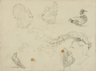 Esboços de aves