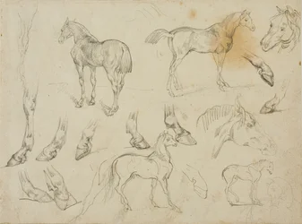 Esboços de um cavalo
