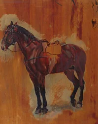 Estudo de um cavalo