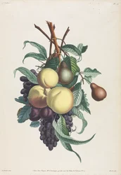 Coleção de flores e frutas: Ramos de rousselet, pêssego, ameixa e uva