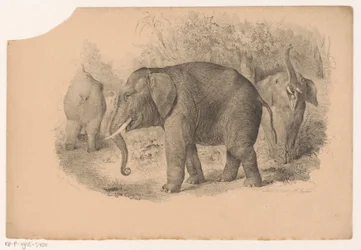Elefantes indianos