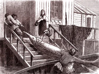 Pesca do esturjão no rio Volga, Rússia. 1867 (gravura)