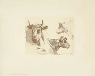 Três cabeças de vaca