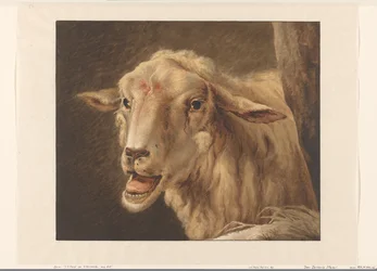 cabeça de ovelha