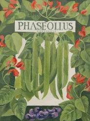 Phaseollus (feijão frade) (acrílico)