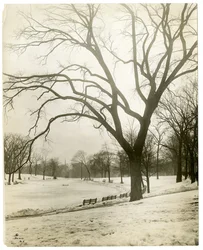Boston Common & frog-pond, por árvore, Boston, EUA, c.1902-10 (foto gelatina prateada)