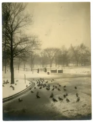 Comum com pombos, Boston, EUA, c.1902-10