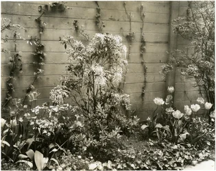 Sr. e Sra. John Morgan, 39 W 11 St Center Andromeda plant, Greenwich Village, New York, EUA, c.1939-40 (foto em prata gelatina)