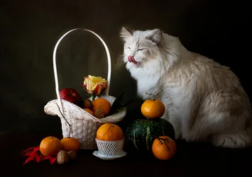 Natureza morta com frutas de outono e um gato