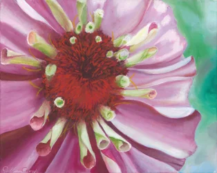 Flor de zínia vibrante