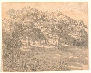 Uma borda da floresta