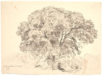 Estudo das árvores. Jardim de Classen