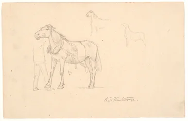 Três estudos de um cavalo