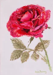 A Red Rose, 2000, Aguarela em papel artesanal
