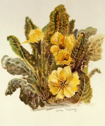 Primrose, 2010, aquarela sobre papel artesanal,